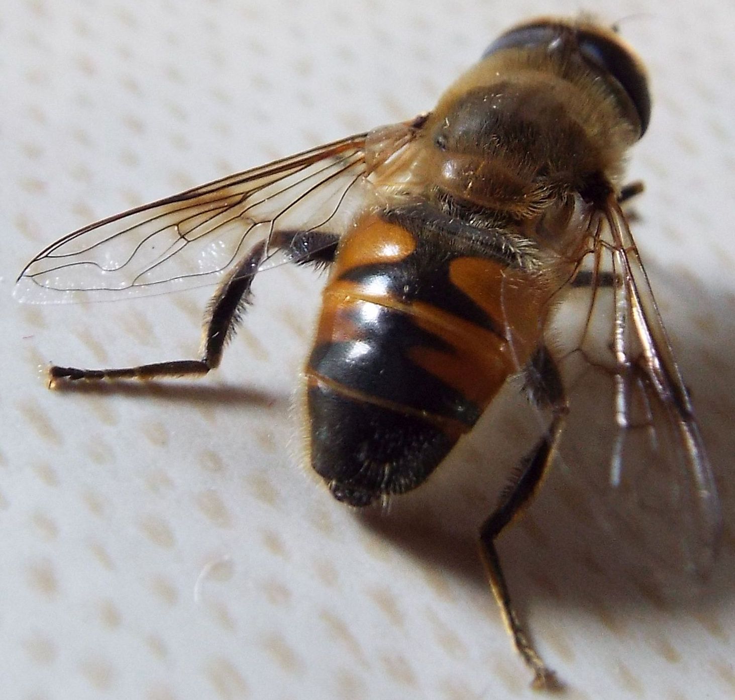 Eristalis tenax (Syrphidae)